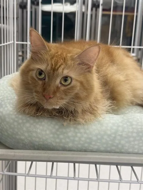 An adult small-sized female Domestic Medium Hair cat named Goldie for adoption in Naples, FL