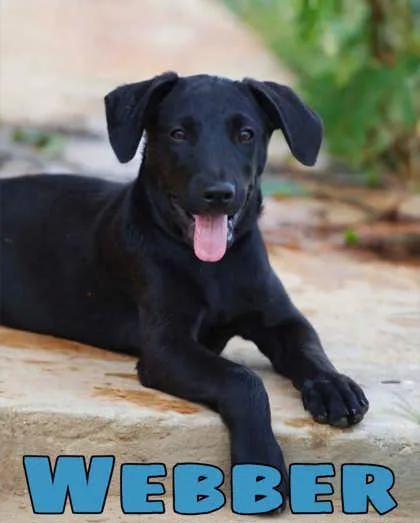 A baby large-sized male Labrador Retriever dog named Webber for adoption in Morton Grove, IL