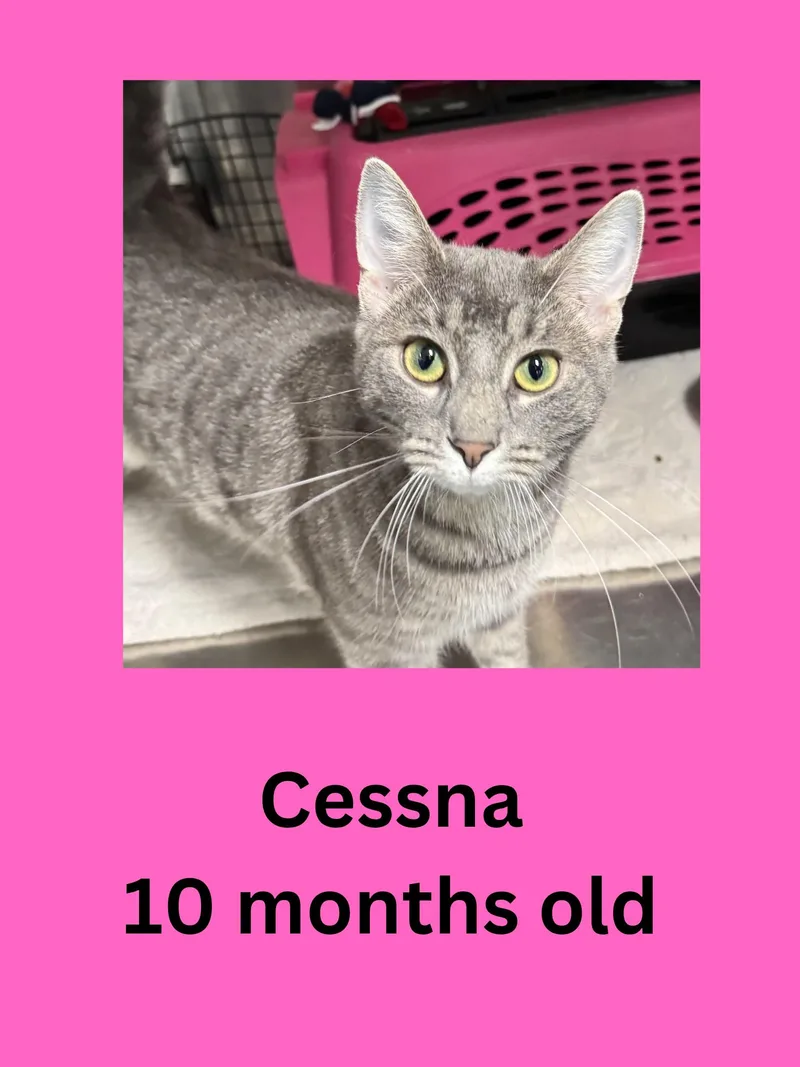A young medium-sized female Tabby (Gray / Blue / Silver) Domestic Short Hair cat named Cessna for adoption in Ravenna, OH