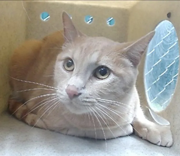 A young medium-sized male Orange & White American Shorthair cat named Titus for adoption in Beverly Hills, CA