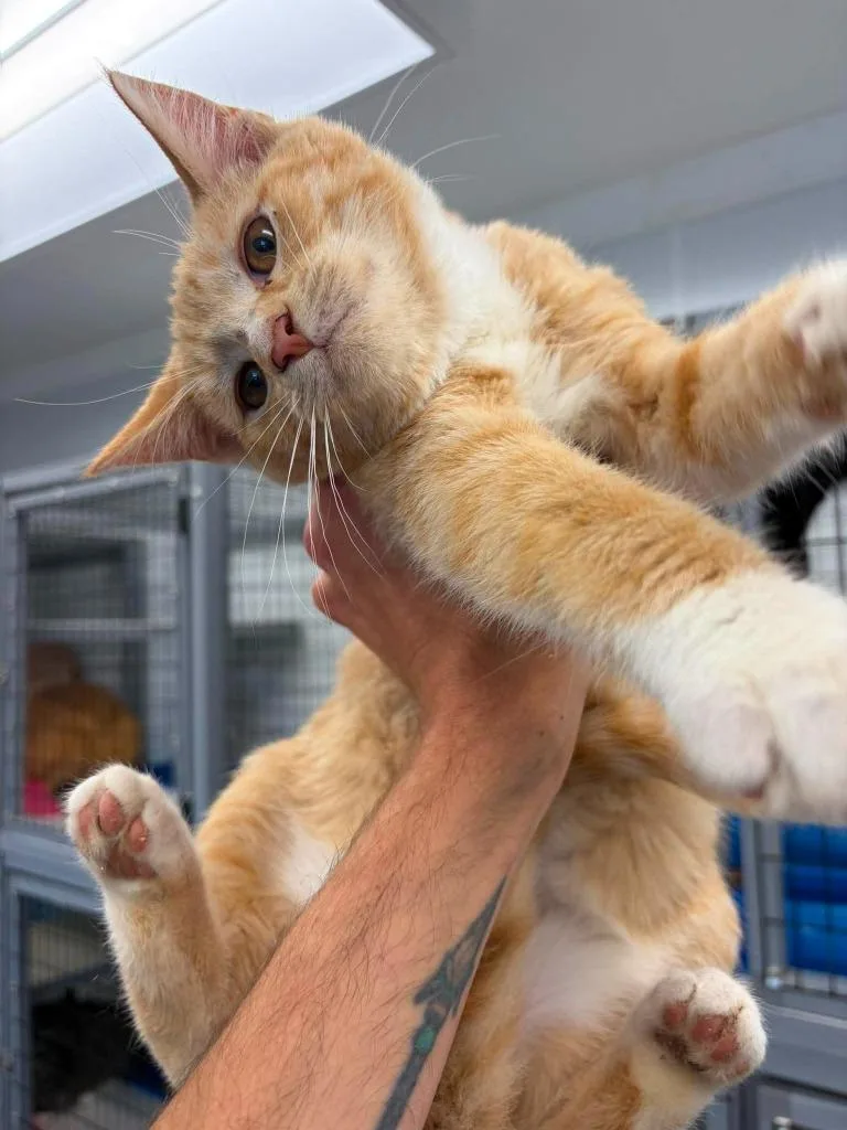 A baby small-sized male Domestic Short Hair cat named Ziggy for adoption in Republic, MO