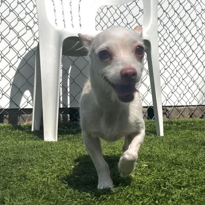 Empanada thumbnail 2