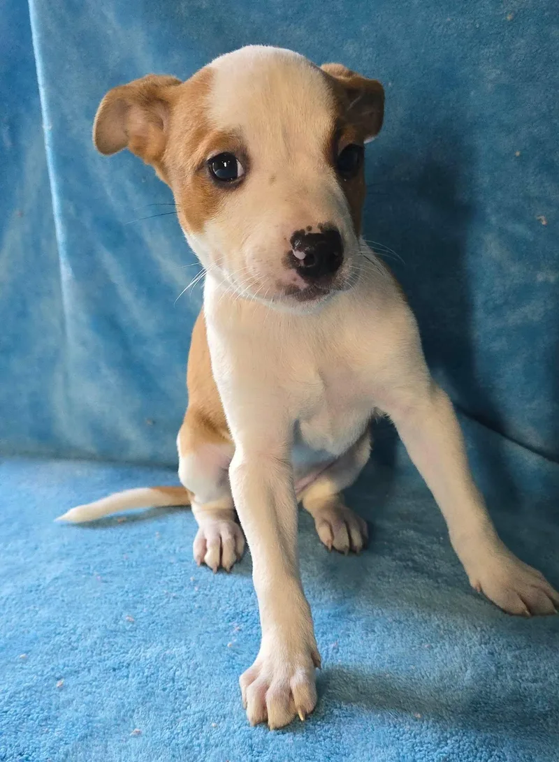 A baby medium-sized female White / Cream Terrier dog named Hollyhock for adoption in Newport, TN