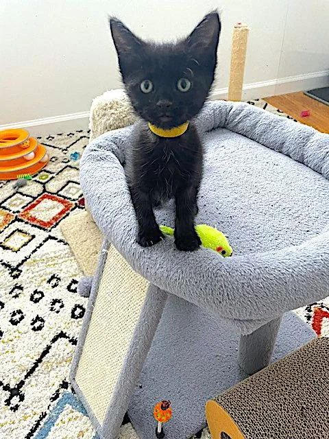 A baby medium-sized male Black Domestic Short Hair cat named Blaze for adoption in Fremont, CA