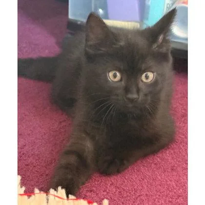 A baby medium-sized female Domestic Short Hair cat named Levi Bleeker needs a for adoption in Hudson, MA