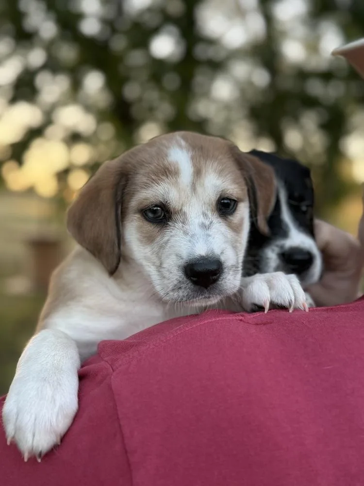 A baby medium-sized female Border Collie dog named Oakley for adoption in Warr Acres, OK