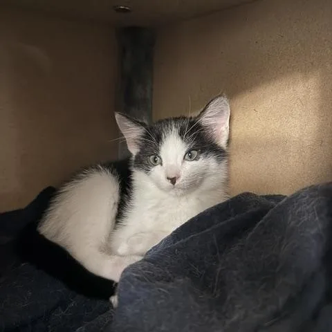 A baby medium-sized female Gray & White Domestic Short Hair cat named Kaia for adoption in Oberlin, OH