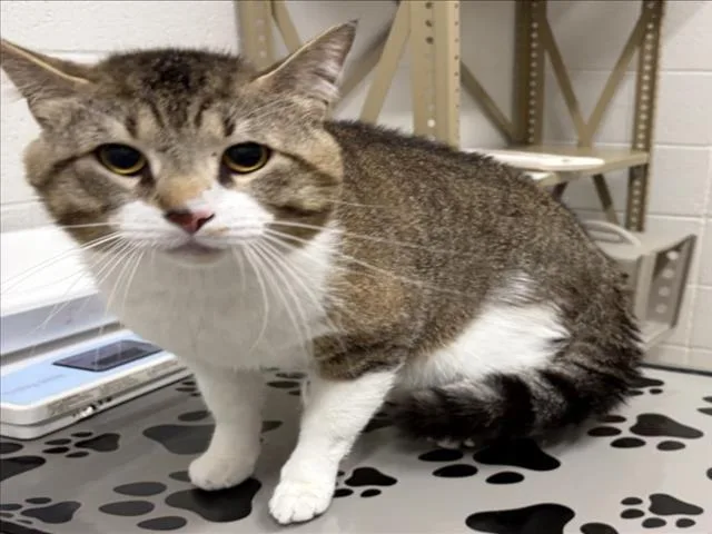 An adult large-sized male Domestic Short Hair cat named Lt. Chonkers for adoption in Derwood, MD
