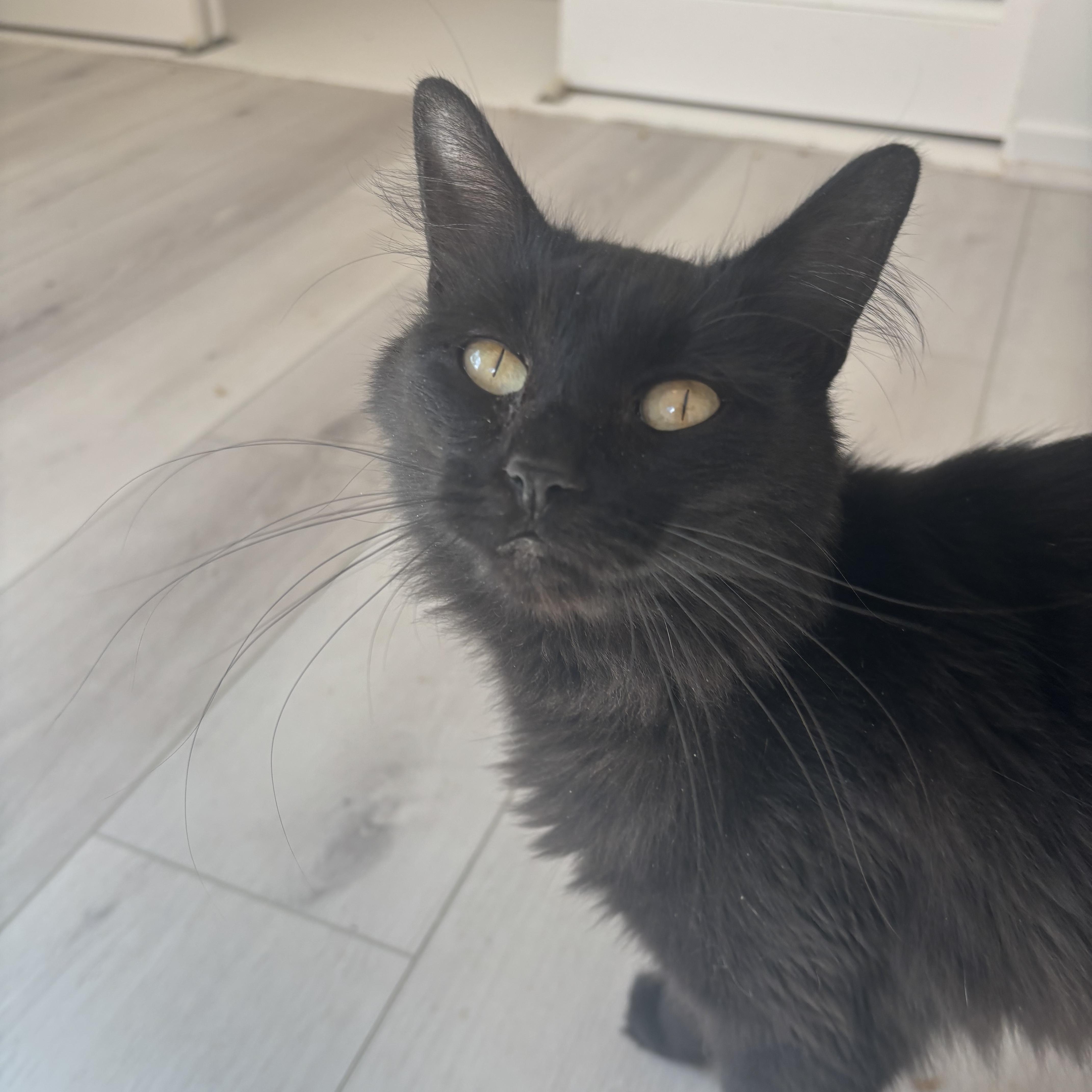 An adult medium-sized female Domestic Medium Hair cat named Happy Meal for adoption in Renton , WA