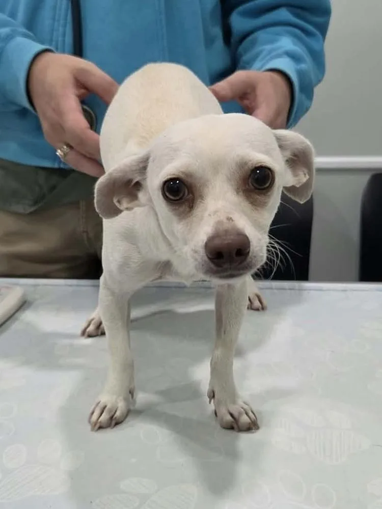 A baby small-sized female White / Cream Chihuahua dog named Salt for adoption in Pottstown, PA