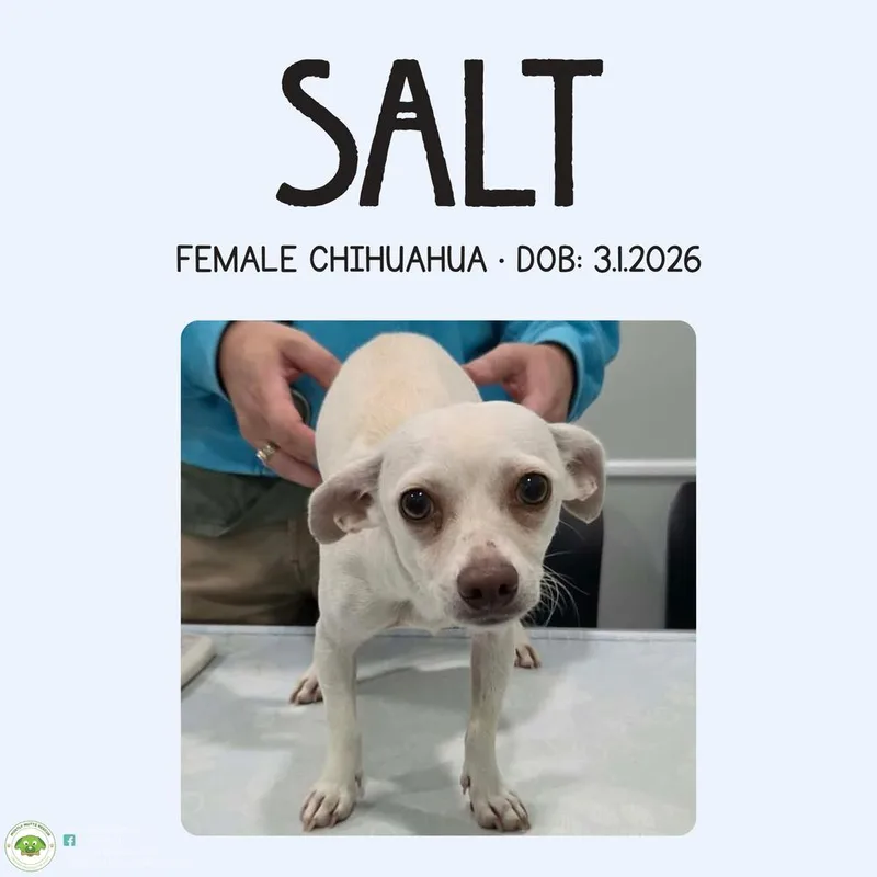 Salt thumbnail 4