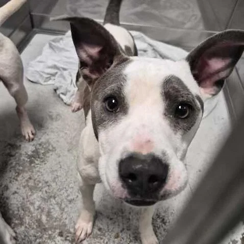 A young medium-sized female Gray / Blue / Silver Mixed Breed dog named Indigo for adoption in Davenport, IA