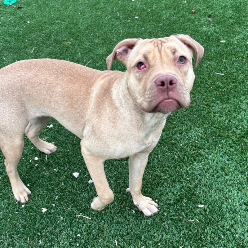 A young medium-sized female Yellow / Tan / Blond / Fawn Terrier dog named Nova for adoption in Chicago, IL