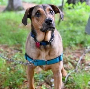 Archie in Maine