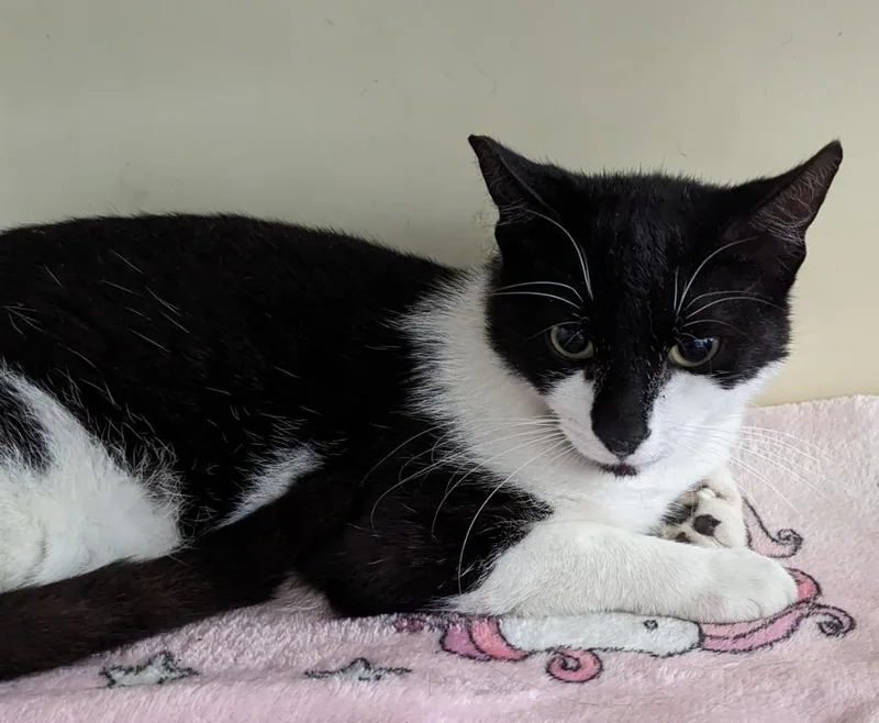 A young small-sized male Domestic Short Hair cat named Batman for adoption in St. Augustine, FL