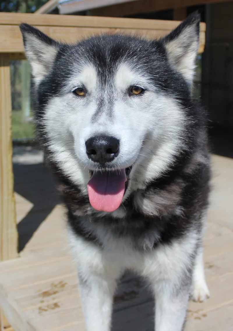 An adult large-sized male Husky dog named Dante for adoption in Huron, SD