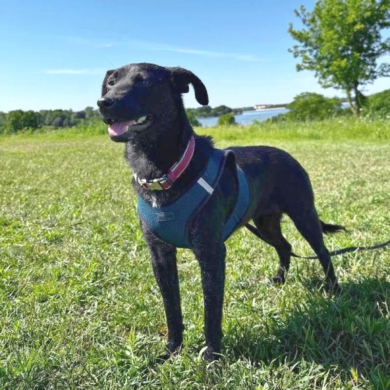 An adult medium-sized female Black Labrador Retriever dog named Cara for adoption in Flower Mound, TX