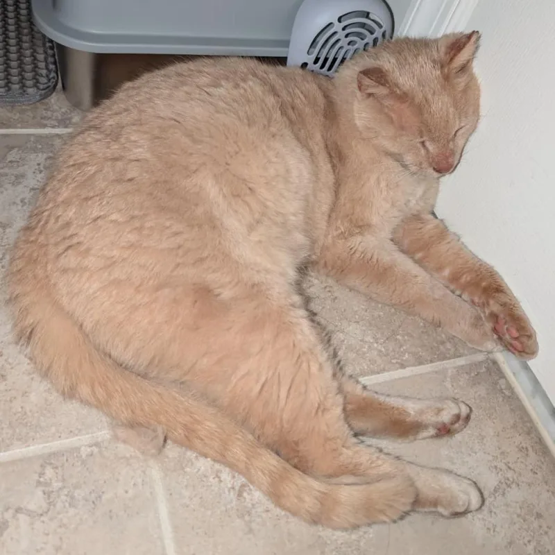 A young small-sized male Orange / Red Domestic Short Hair cat named Professor Peaches for adoption in Winchester, VA