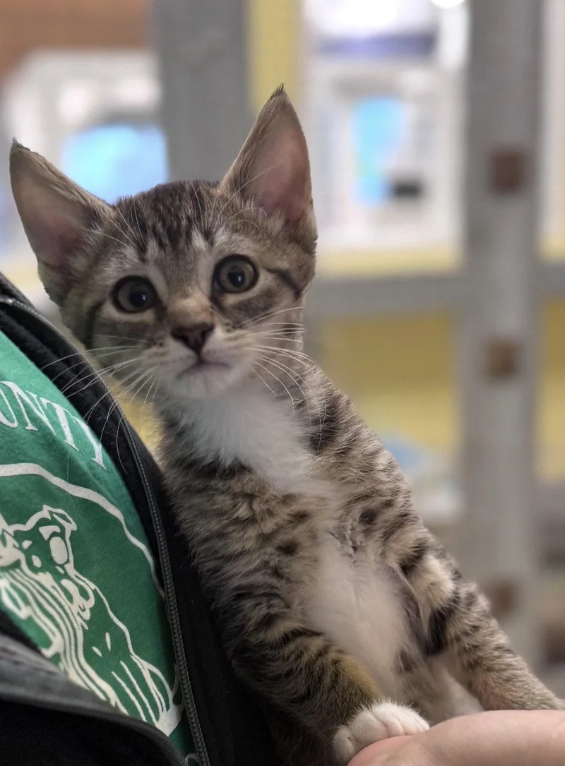 A baby medium-sized male Domestic Short Hair cat named Mick for adoption in Cuyahoga Falls, OH