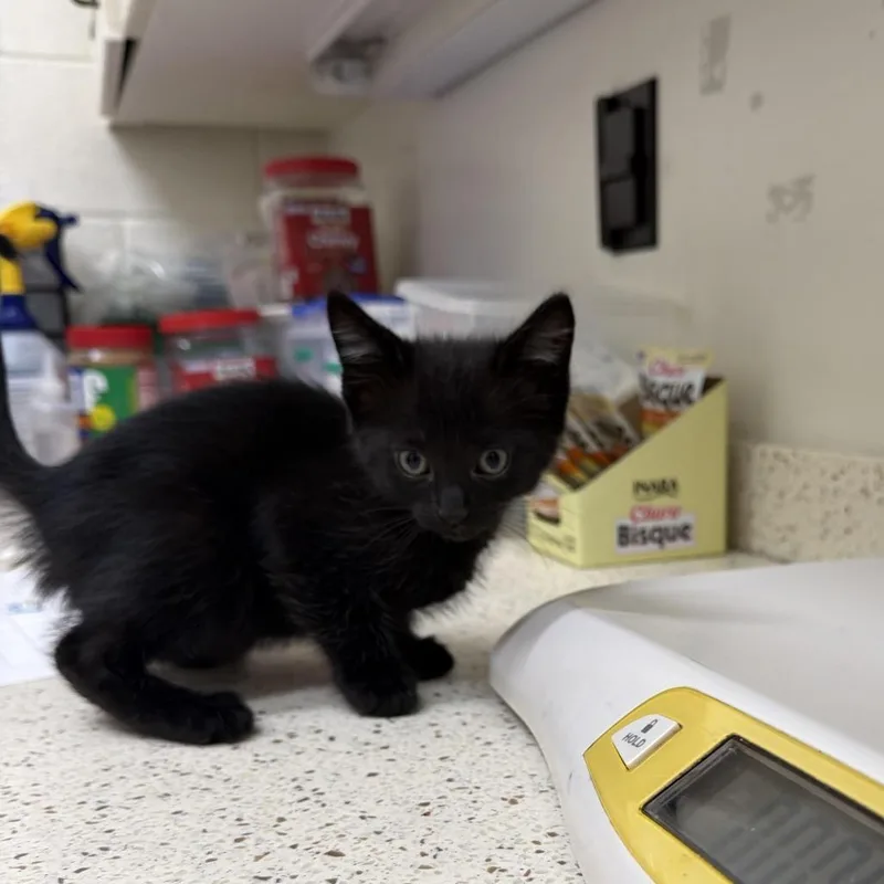 A baby small-sized male Black Domestic Short Hair cat named Ponzio for adoption in Auburn, AL