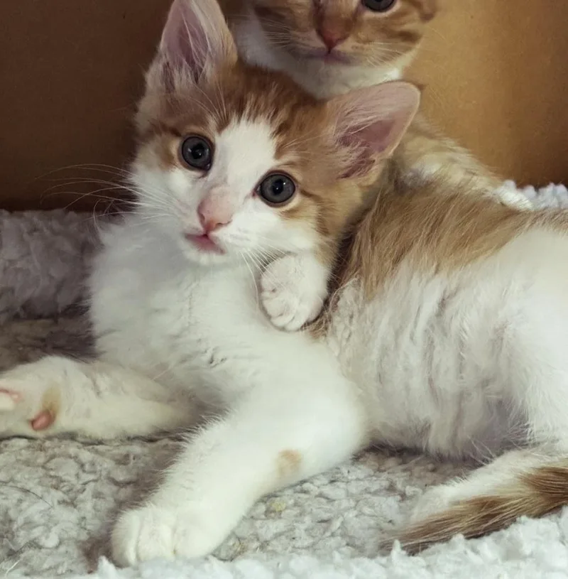 A baby small-sized male Orange & White Domestic Short Hair cat named Ginger for adoption in Albuquerque, NM