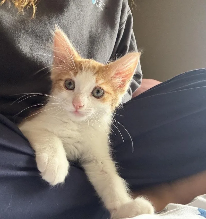 Ginger thumbnail 2