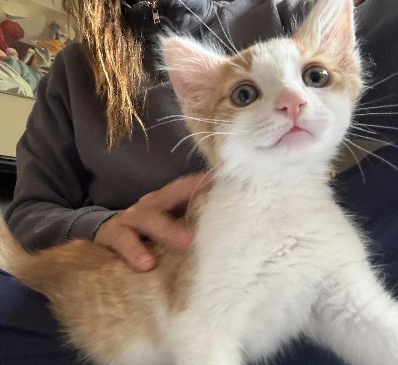Ginger thumbnail 3