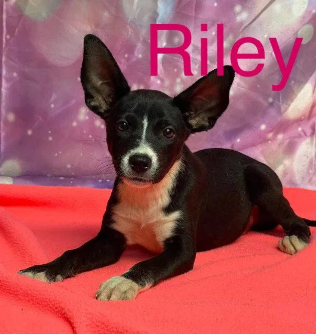 A baby medium-sized female Australian Kelpie dog named Riley for adoption in Evergreen, CO