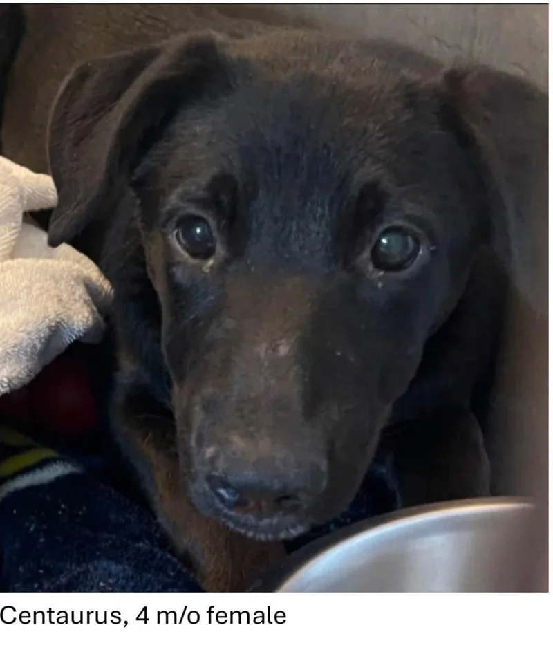 A baby medium-sized female Black Labrador Retriever dog named Centaurus for adoption in Oswego, IL