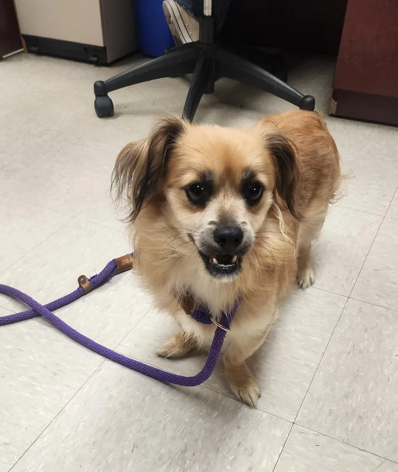 A young small-sized female Dachshund dog named Mj for adoption in Clayton, NJ