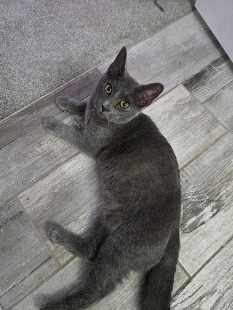 A young medium-sized male Gray / Blue / Silver Russian Blue cat named Cloud for adoption in largo, FL