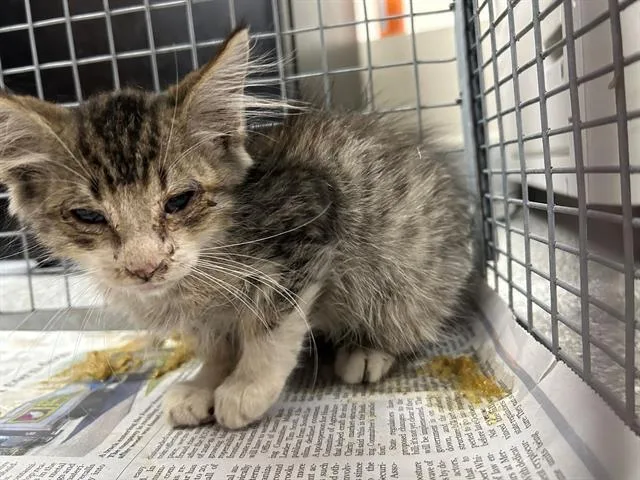 A baby small-sized male Domestic Medium Hair cat named A for adoption in Pasadena, TX