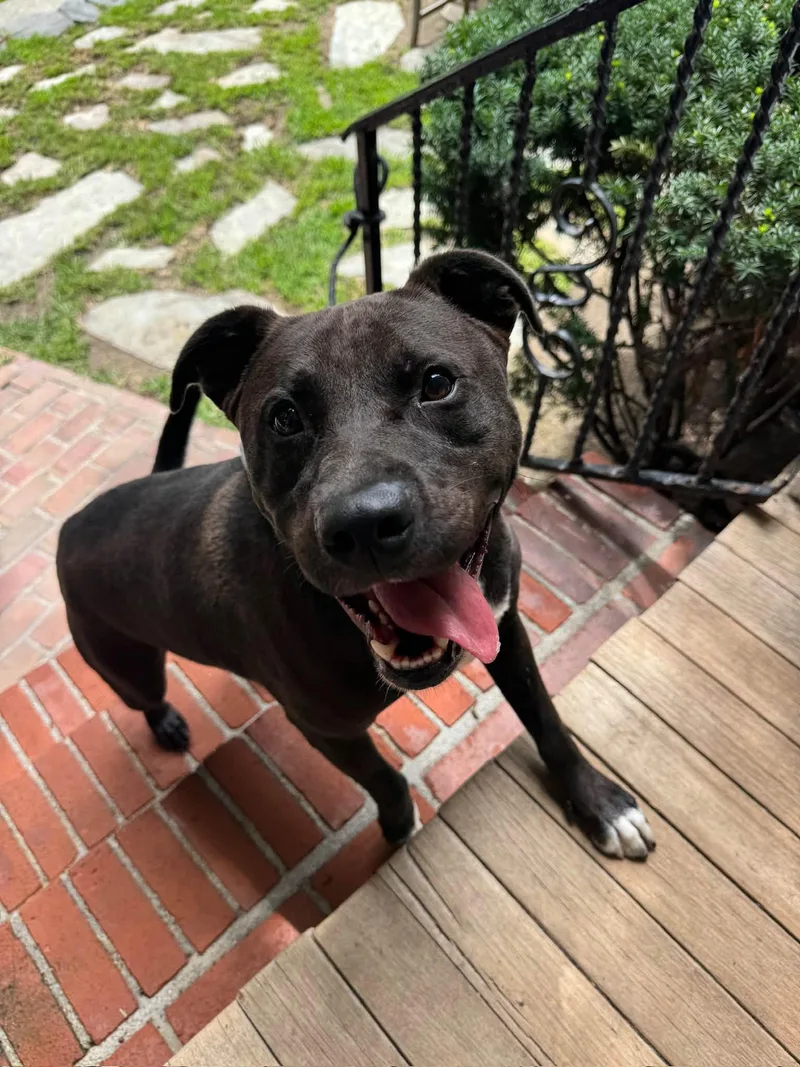An adult medium-sized male Black Pit Bull Terrier dog named Zeke for adoption in Ossining, NY