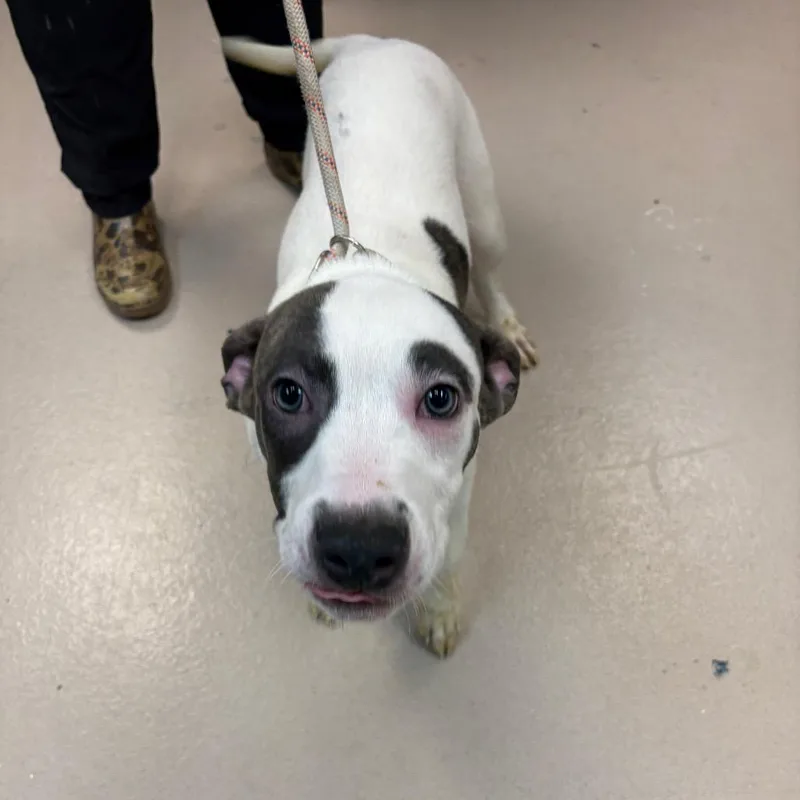 A baby medium-sized male White / Cream Pit Bull Terrier dog named Frosty for adoption in Vineland, NJ