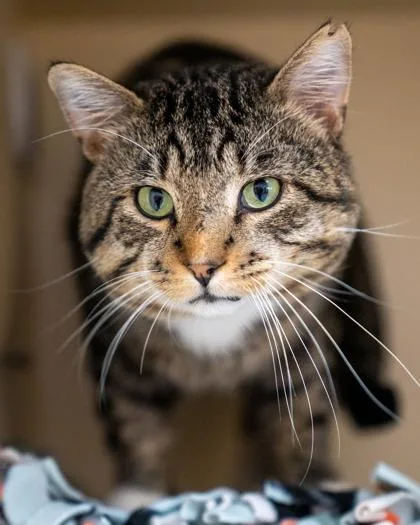 An adult medium-sized male Domestic Short Hair cat named Dexter for adoption in Pequot Lakes, MN