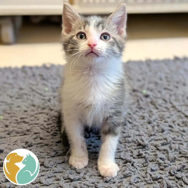 A baby small-sized male Gray / Blue / Silver Domestic Short Hair cat named Vinny for adoption in Toledo, OH