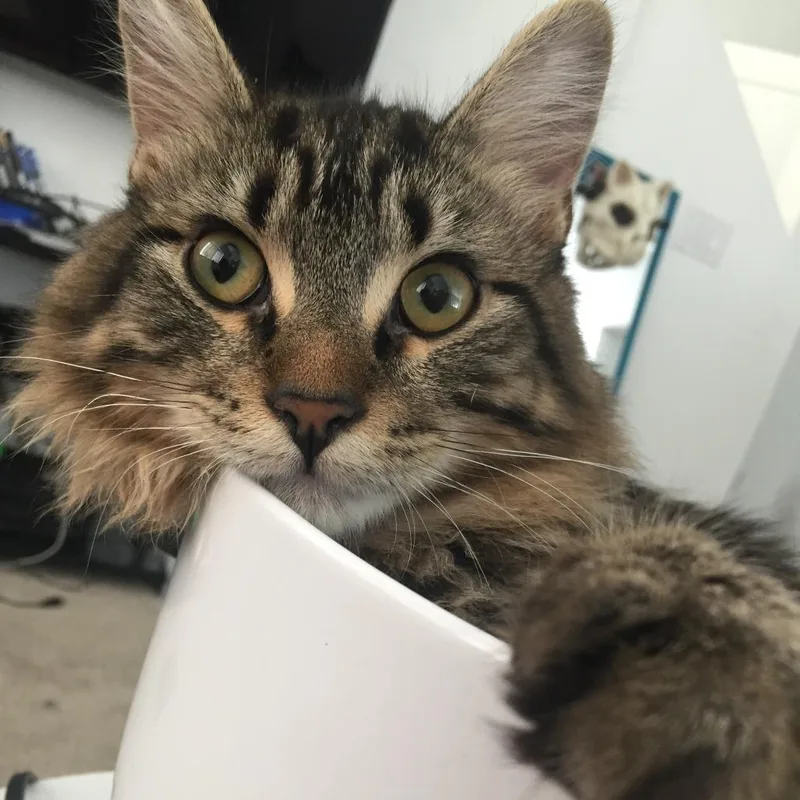 Loki thumbnail 4