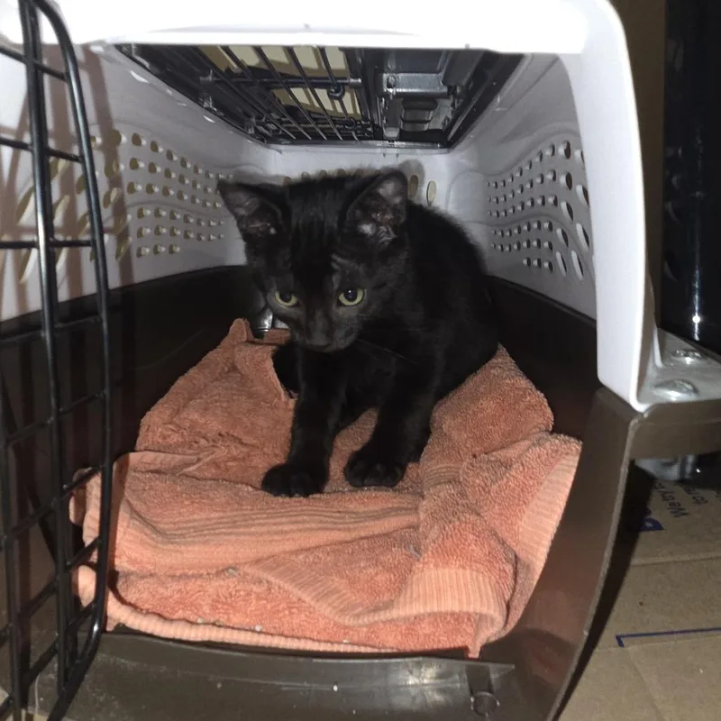 A baby small-sized female Black Domestic Short Hair cat named Raksha for adoption in Buffalo, MN