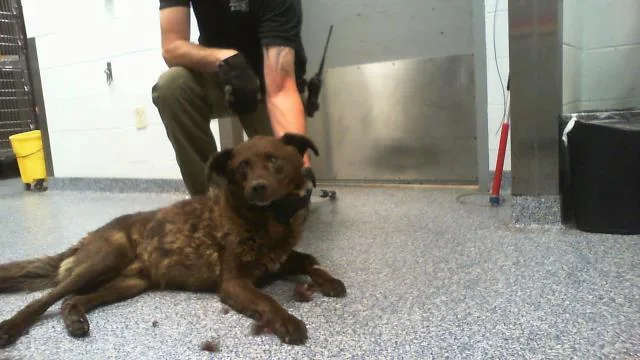 An adult medium-sized male German Shepherd Dog dog named A for adoption in Charlotte, NC