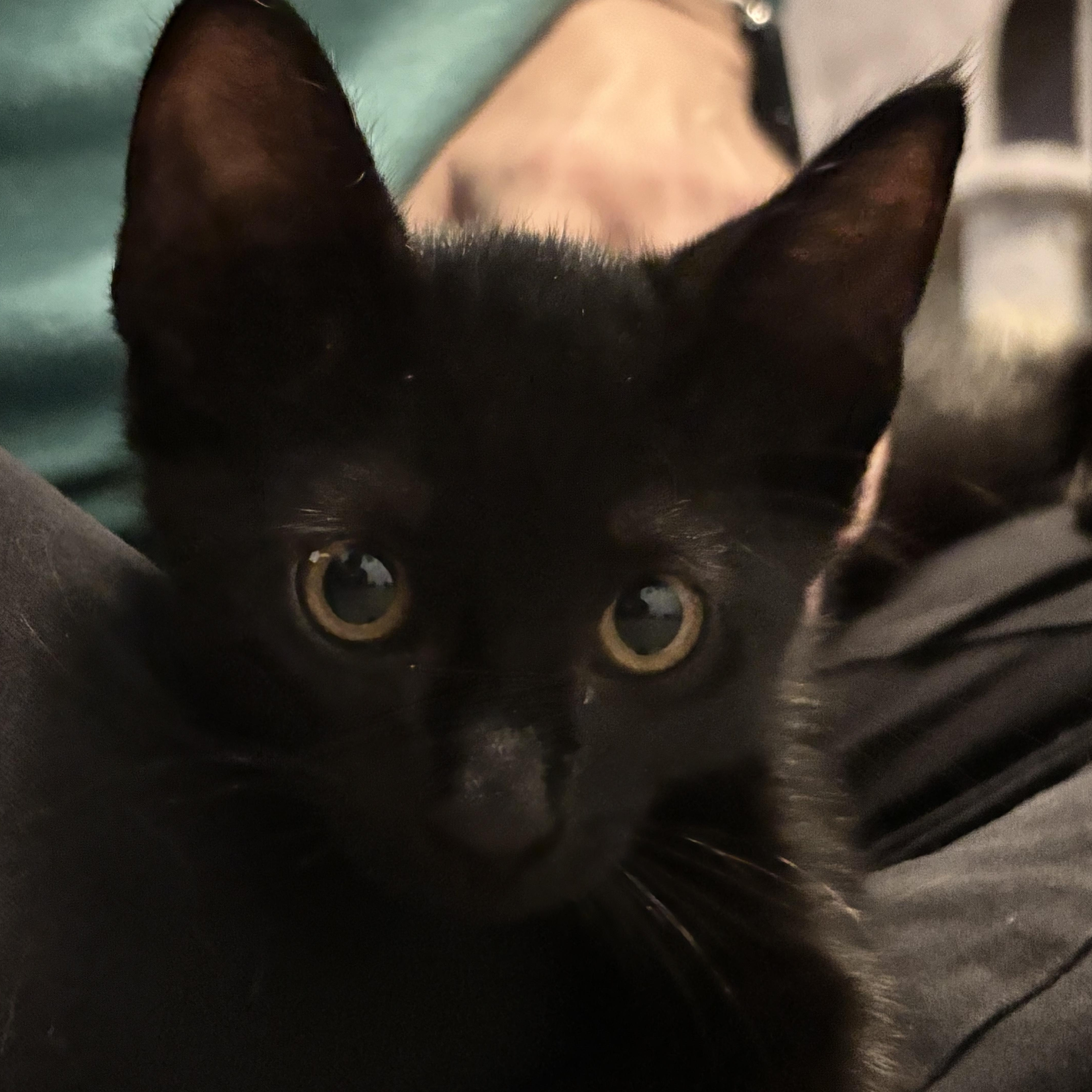A baby medium-sized male Black Domestic Short Hair cat named Barry Burton  Armed for adoption in Plano, TX