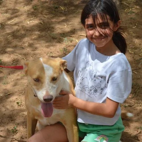 A young medium-sized female Apricot / Beige Mixed Breed dog named Kiara for adoption in Sullivan City, TX