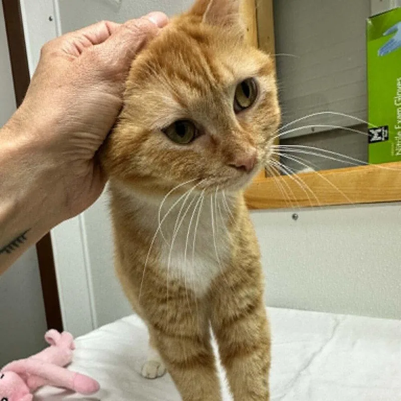 An adult medium-sized female Domestic Short Hair cat named Lovie for adoption in Candler, NC