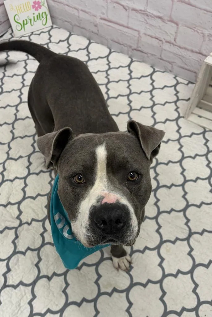 A young large-sized male Mixed Breed dog named Sizzle for adoption in Detroit, MI