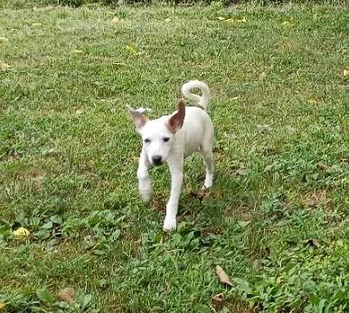 A baby medium-sized female Mixed Breed dog named Adora for adoption in Crocker, MO