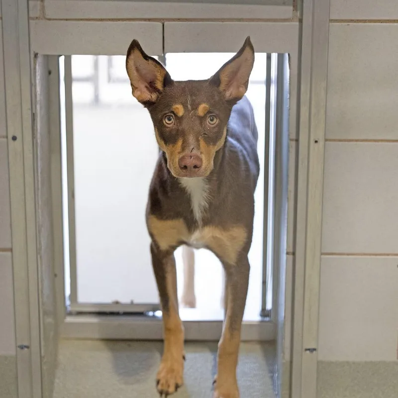 A young medium-sized female Brown / Chocolate Doberman Pinscher dog named Mel for adoption in Abilene, TX