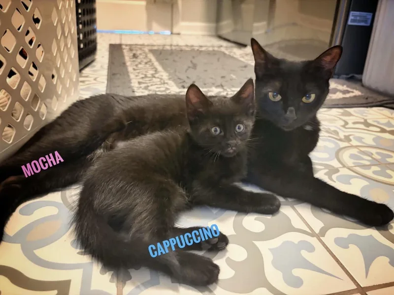 Mocha & Cappuccino Reilly thumbnail 4