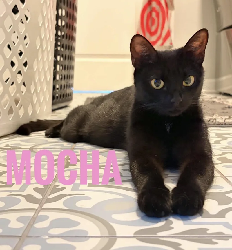 Mocha & Cappuccino Reilly thumbnail 5