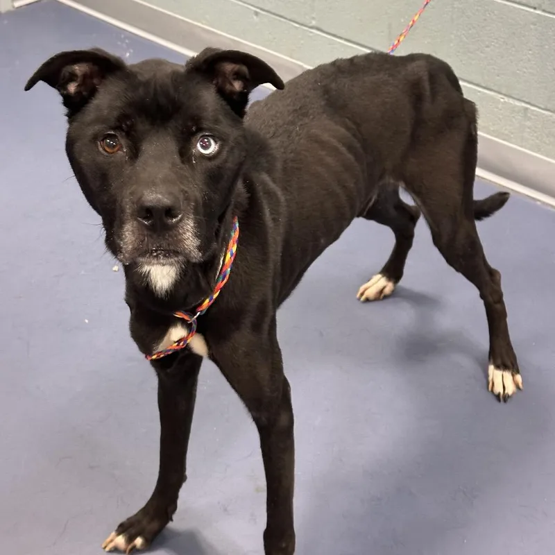 An adult medium-sized male Black Labrador Retriever dog named Lupin for adoption in Greensboro, NC