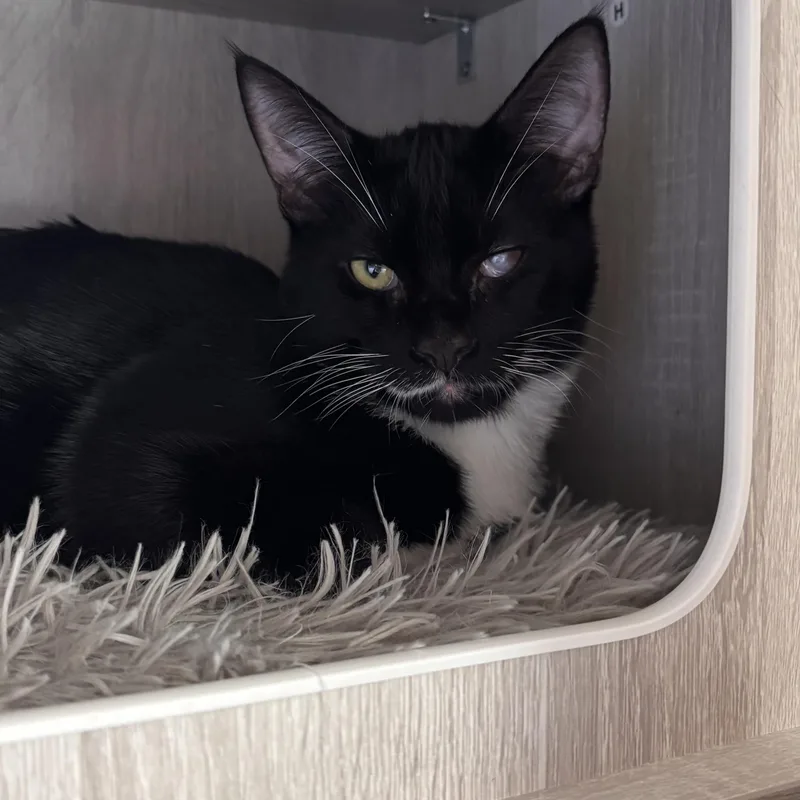 A baby medium-sized male Black Domestic Medium Hair cat named Frodo for adoption in Springfield, OR