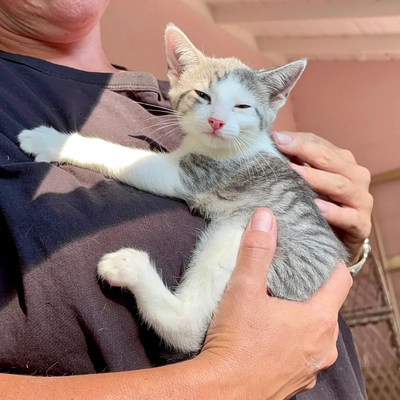 A baby small-sized female Gray & White American Shorthair cat named Homefry for adoption in Wallkill, NY